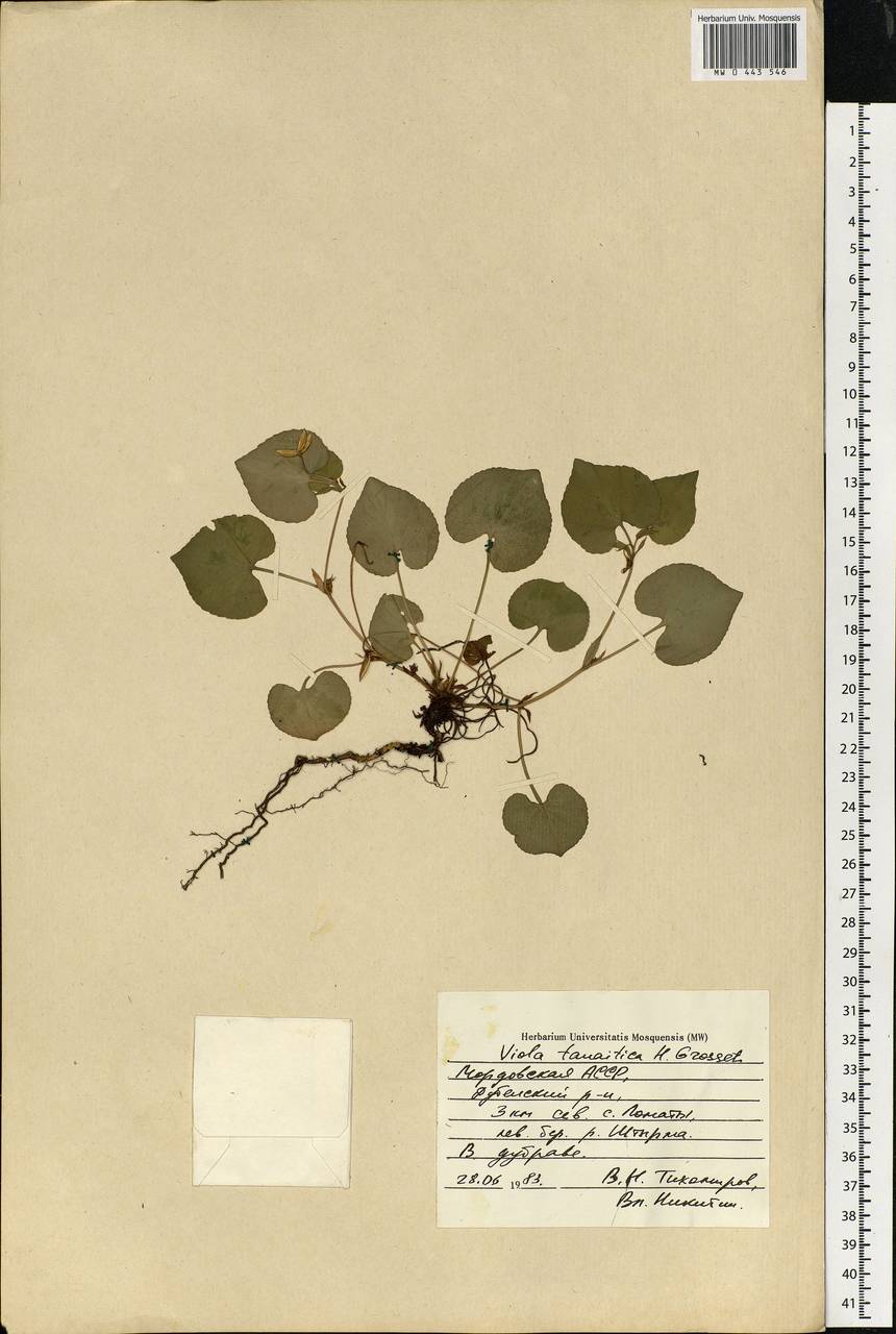 Viola tanaitica Grosset, Eastern Europe, Middle Volga region (E8) (Russia)