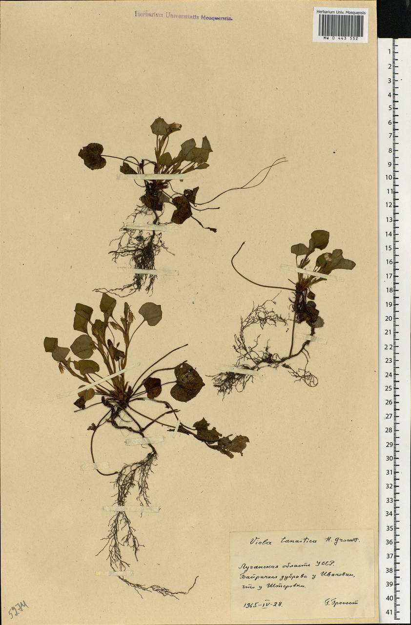 Viola tanaitica Grosset, Eastern Europe, North Ukrainian region (E11) (Ukraine)