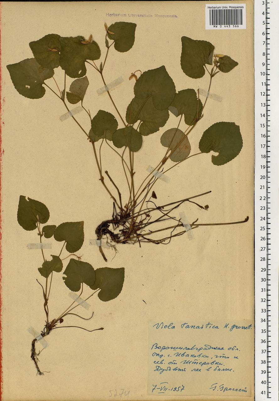 Viola tanaitica Grosset, Eastern Europe, North Ukrainian region (E11) (Ukraine)