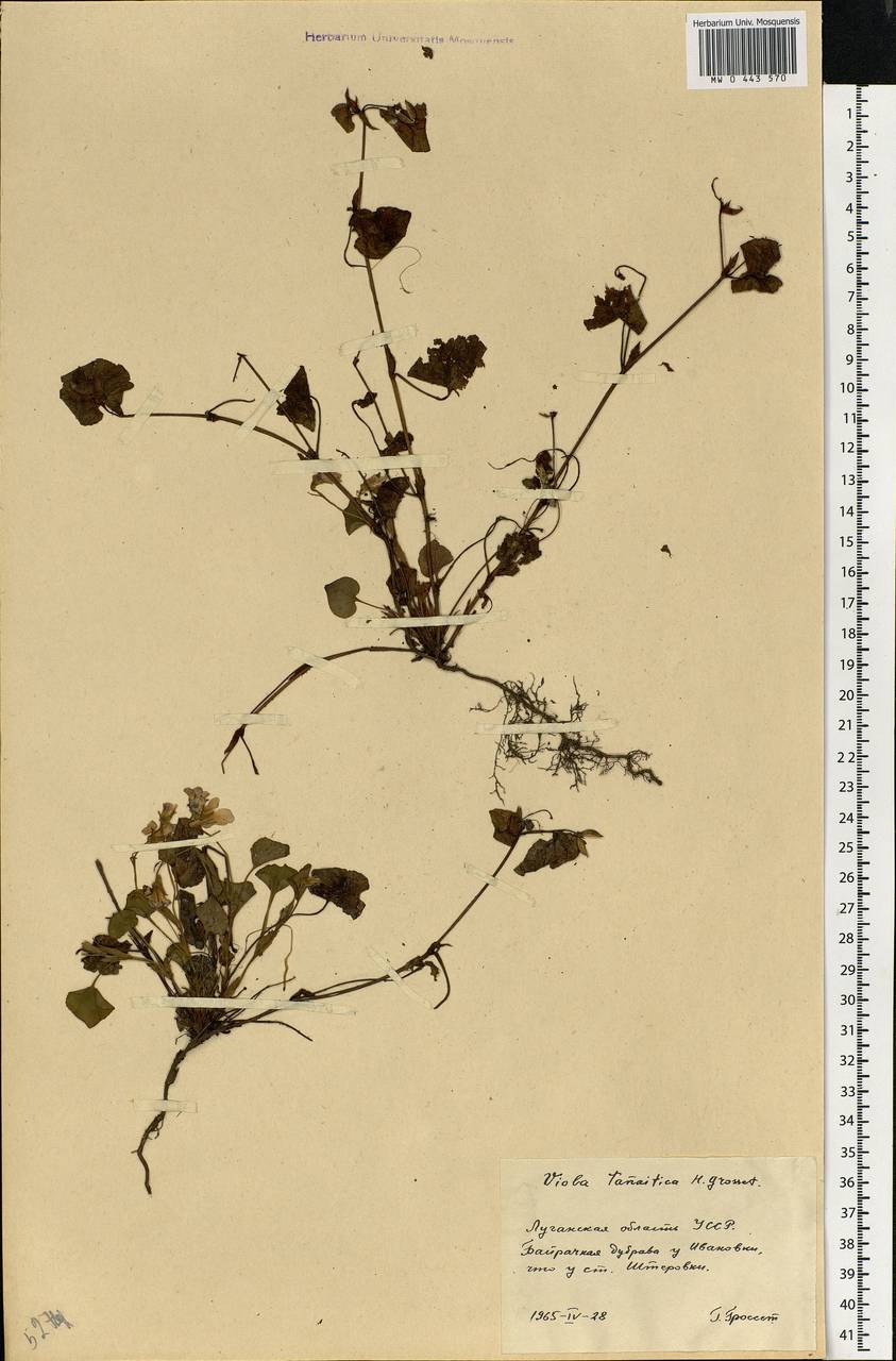 Viola tanaitica Grosset, Eastern Europe, North Ukrainian region (E11) (Ukraine)