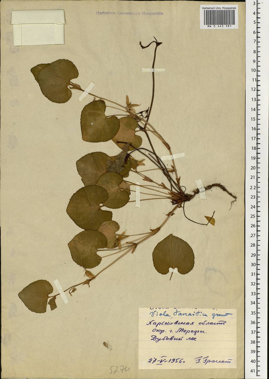 Viola tanaitica Grosset, Eastern Europe, North Ukrainian region (E11) (Ukraine)