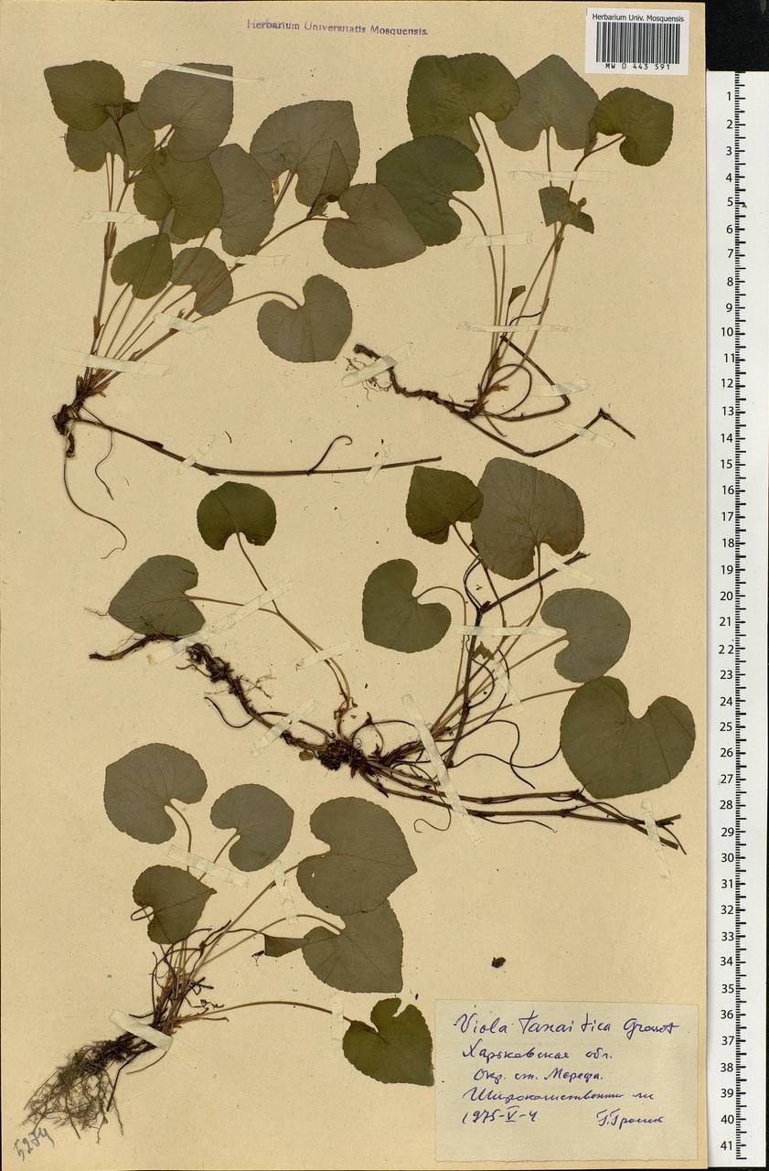 Viola tanaitica Grosset, Eastern Europe, North Ukrainian region (E11) (Ukraine)