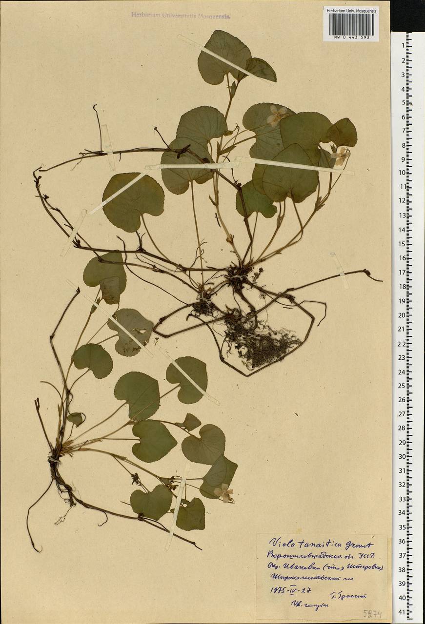 Viola tanaitica Grosset, Eastern Europe, North Ukrainian region (E11) (Ukraine)