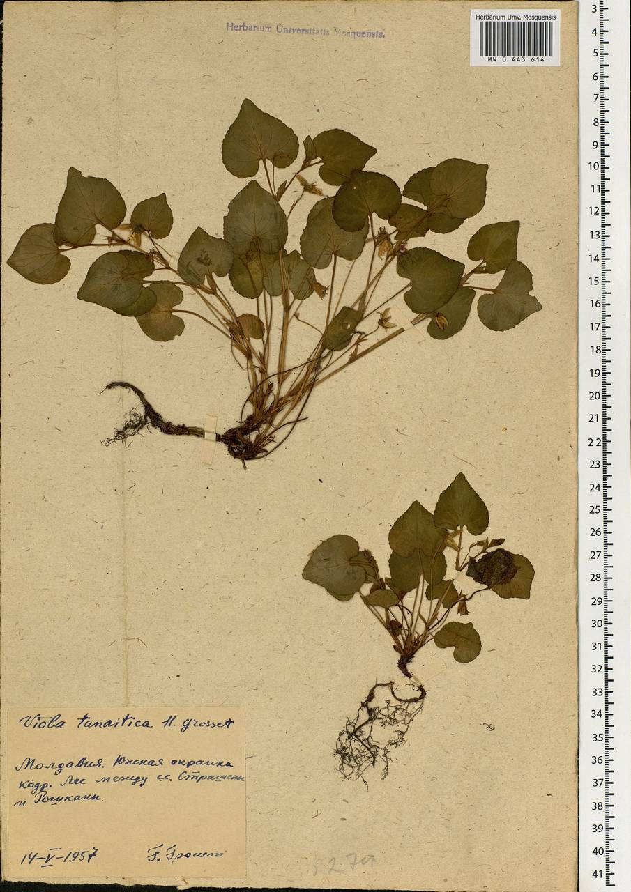 Viola tanaitica Grosset, Eastern Europe, Moldova (E13a) (Moldova)
