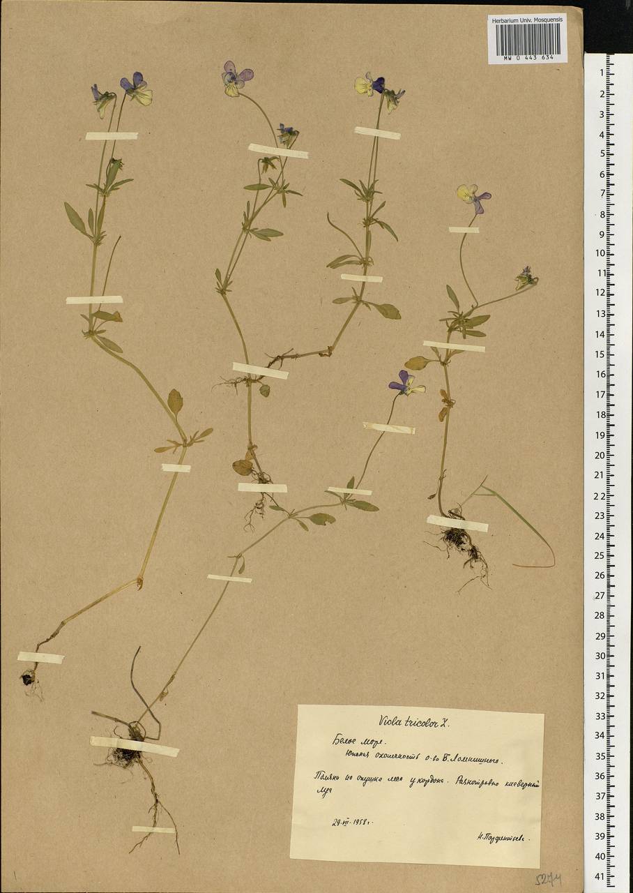 Viola tricolor, Eastern Europe, Northern region (E1) (Russia)