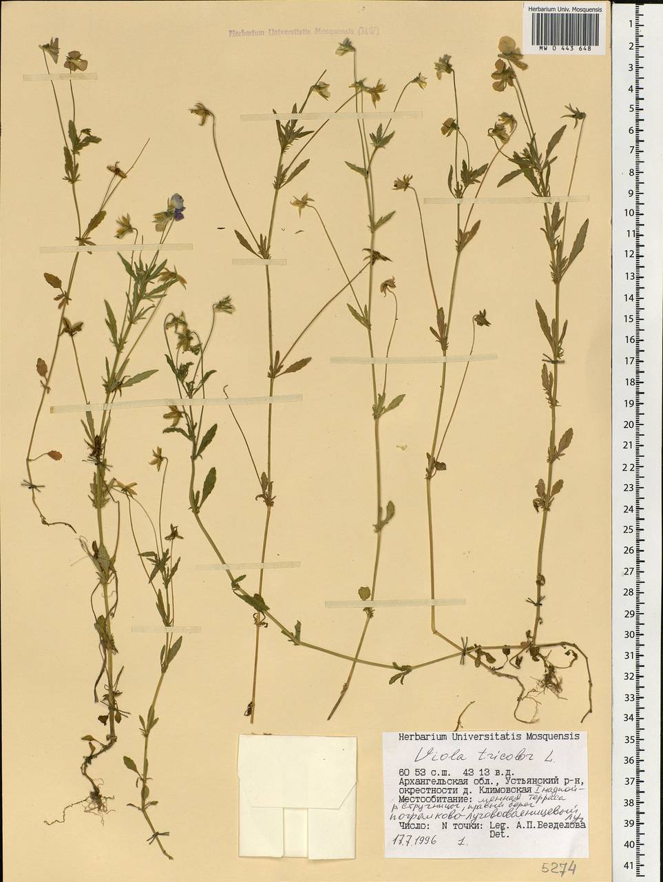 Viola tricolor L., Eastern Europe, Northern region (E1) (Russia)