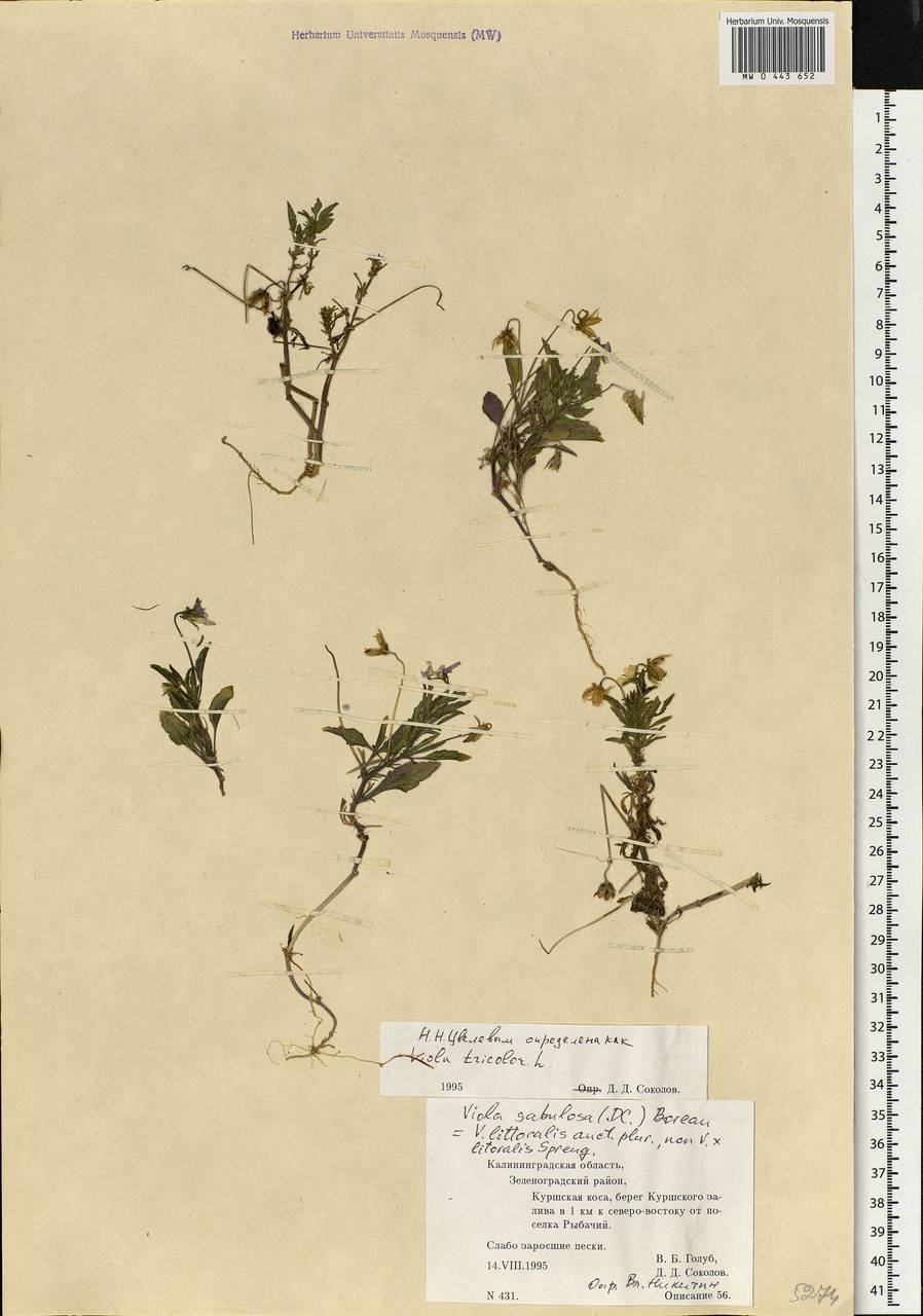 Viola tricolor L., Eastern Europe, North-Western region (E2) (Russia)