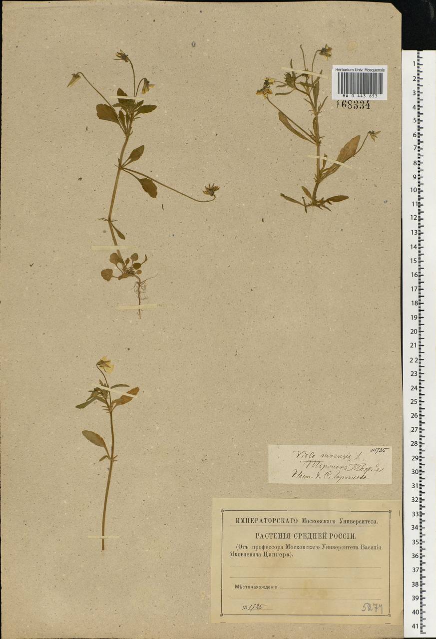 Viola tricolor L., Eastern Europe, North-Western region (E2) (Russia)