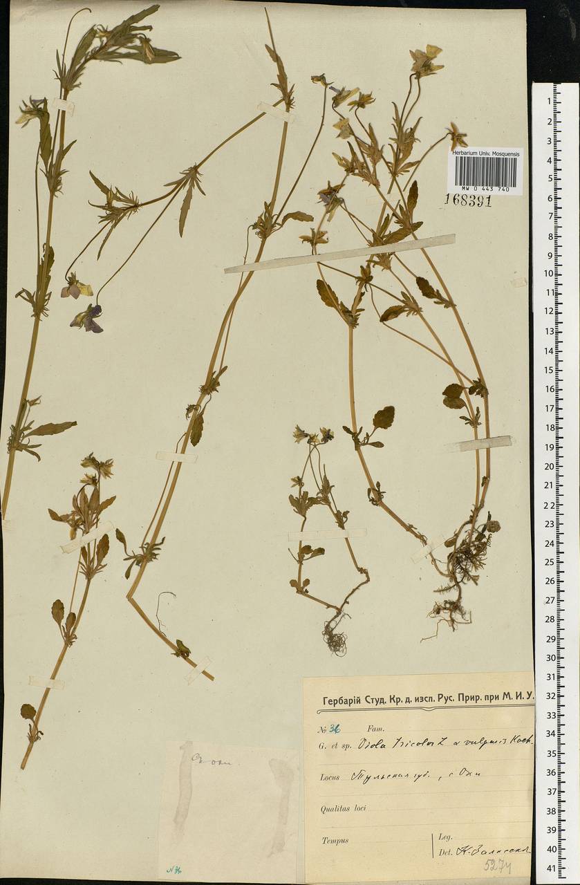 Viola tricolor L., Eastern Europe, Central region (E4) (Russia)
