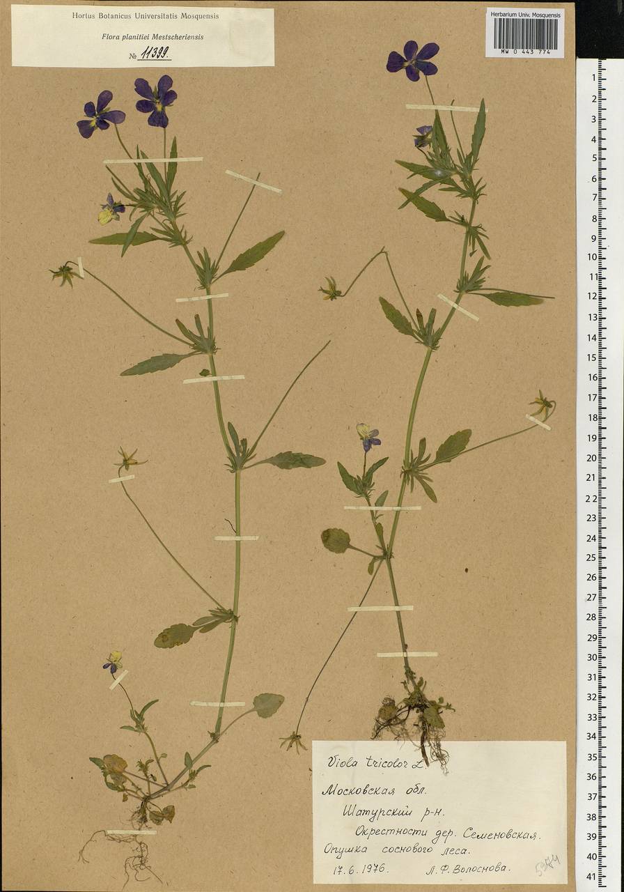 Viola tricolor L., Eastern Europe, Moscow region (E4a) (Russia)