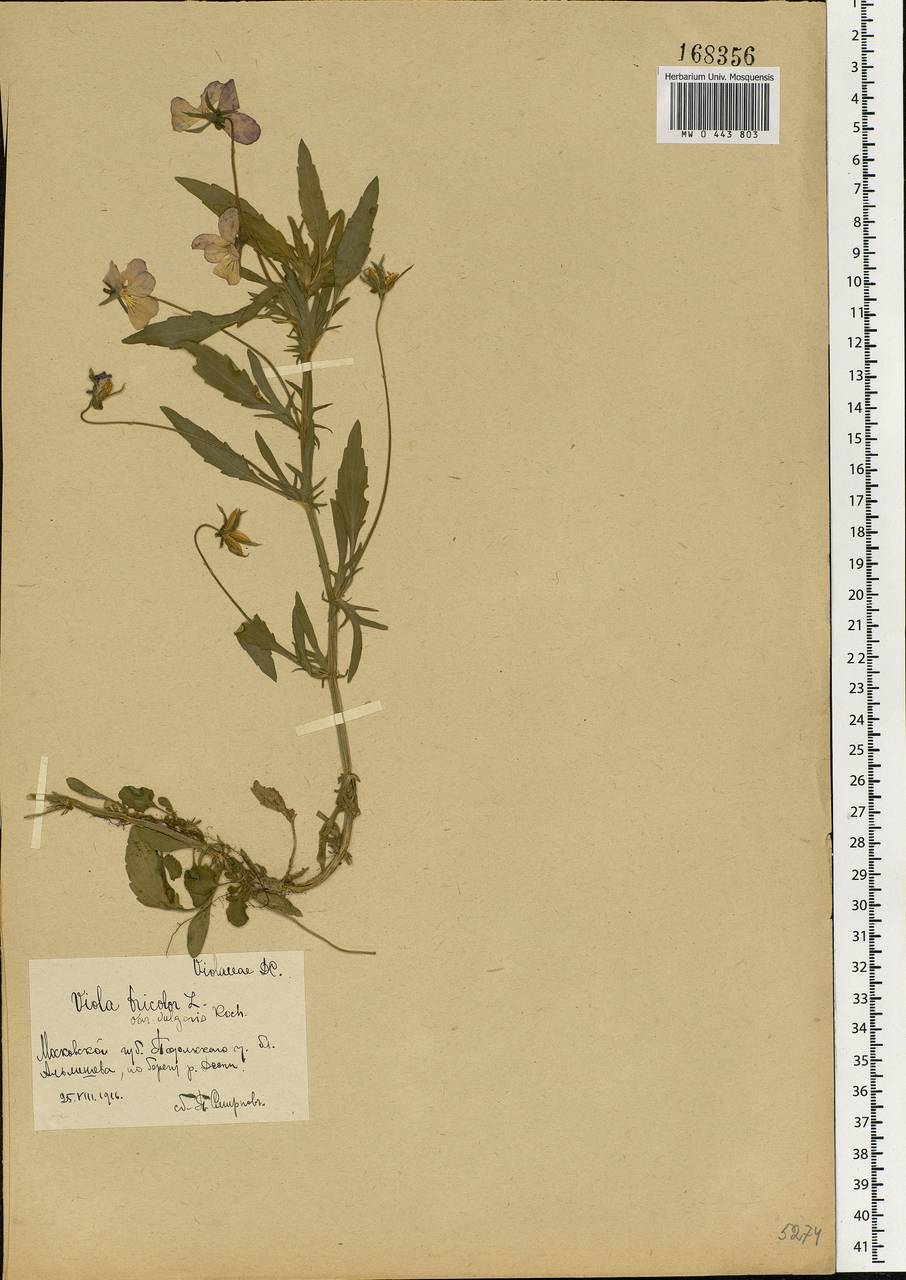 Viola tricolor, Eastern Europe, Moscow region (E4a) (Russia)