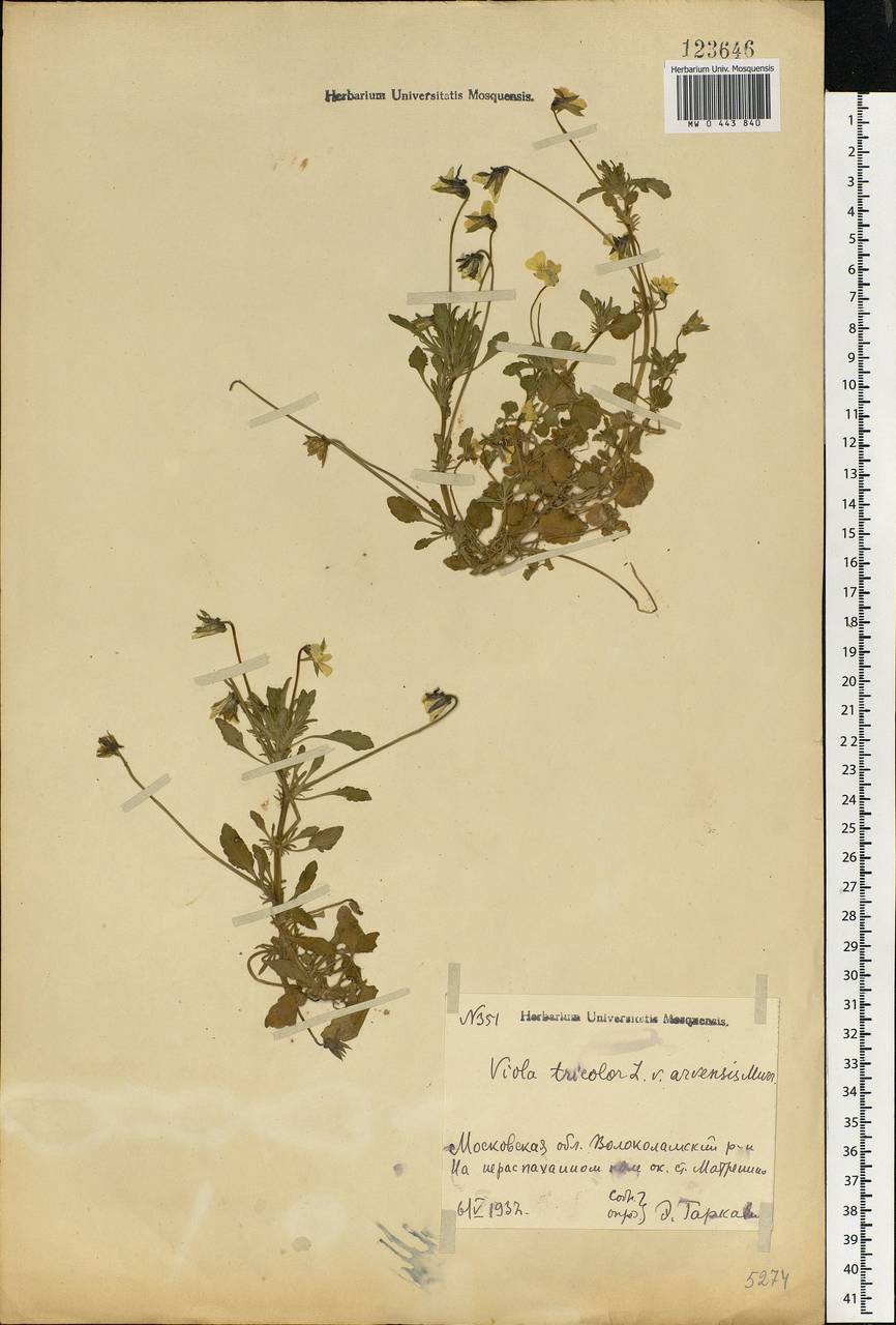 Viola tricolor, Eastern Europe, Moscow region (E4a) (Russia)
