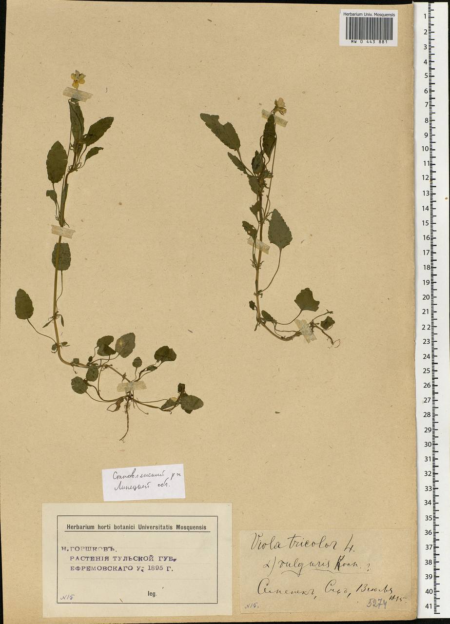 Viola tricolor, Eastern Europe, Central forest-and-steppe region (E6) (Russia)