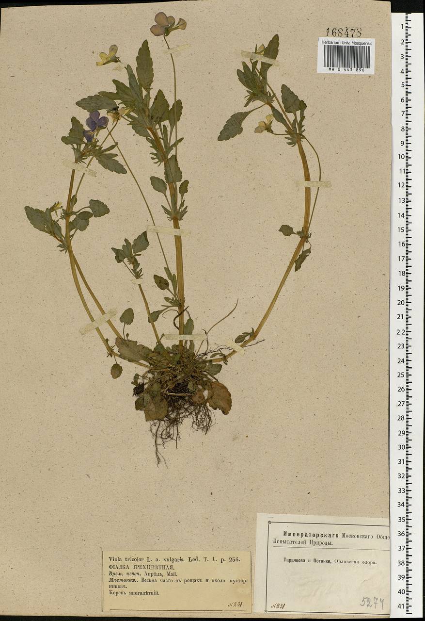 Viola tricolor, Eastern Europe, Central forest-and-steppe region (E6) (Russia)