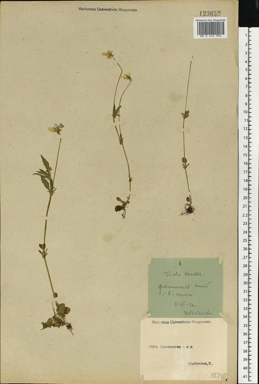 Viola tricolor, Eastern Europe, Central forest-and-steppe region (E6) (Russia)