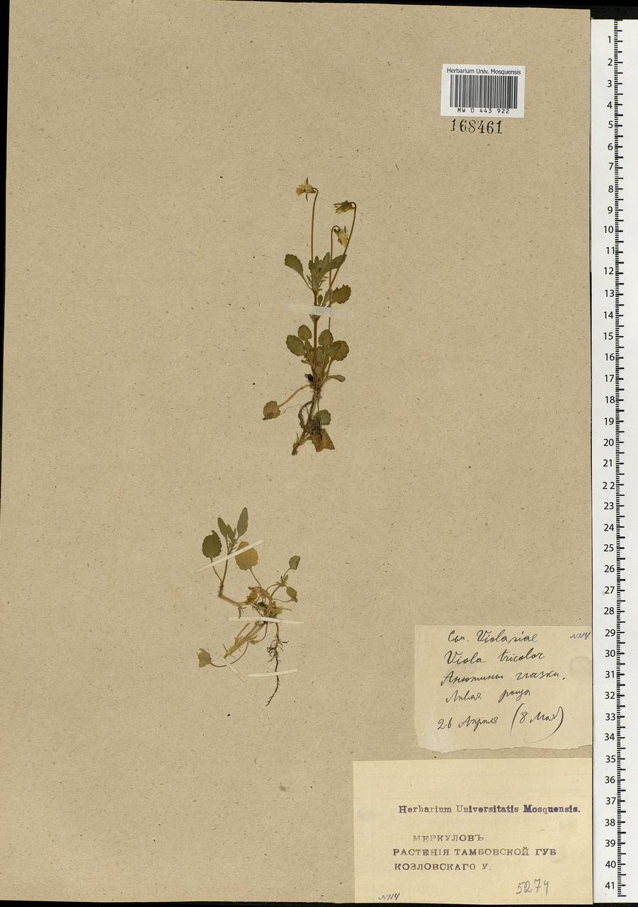 Viola tricolor L., Eastern Europe, Central forest-and-steppe region (E6) (Russia)