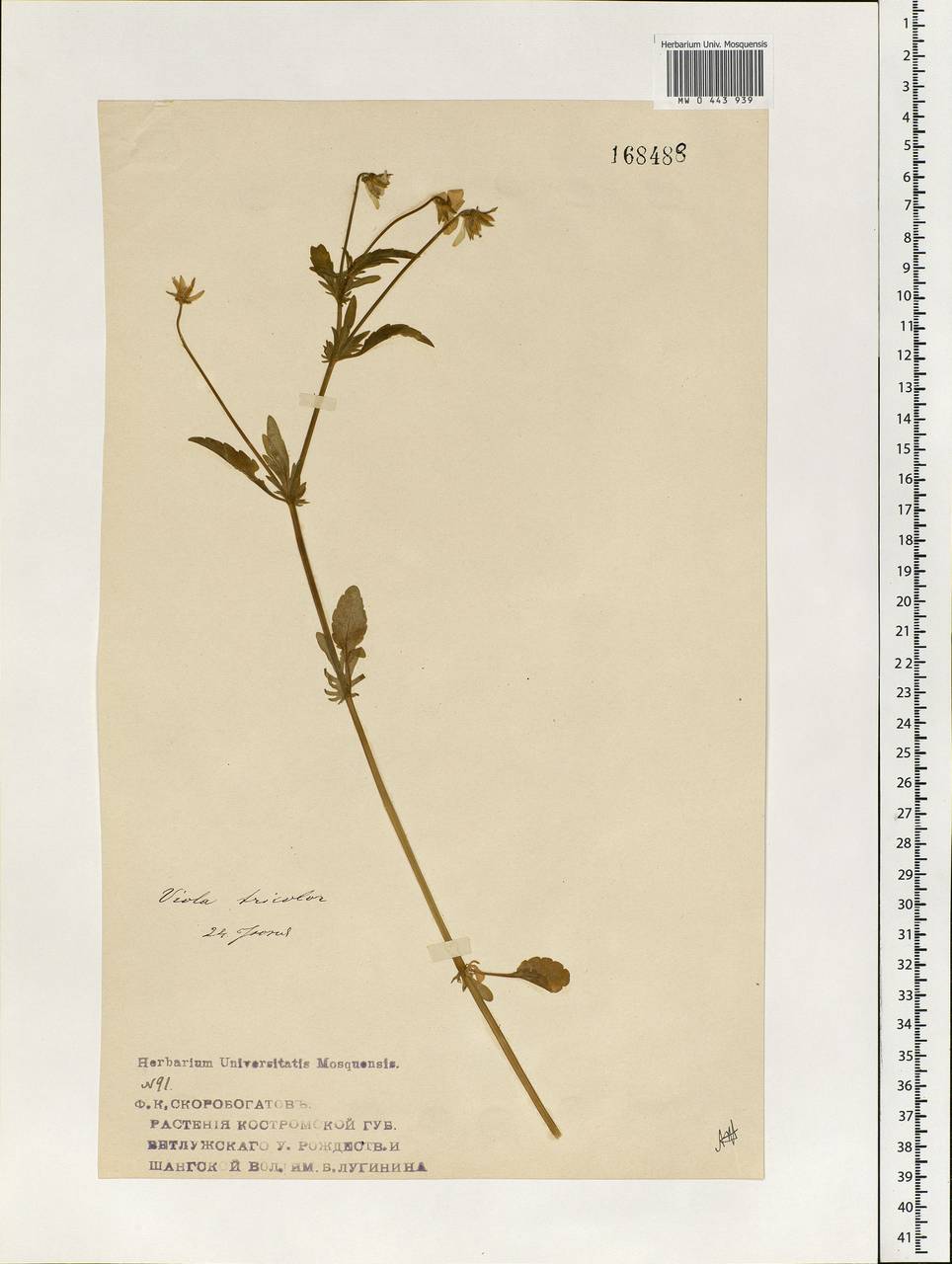 Viola tricolor L., Eastern Europe, Central forest region (E5) (Russia)