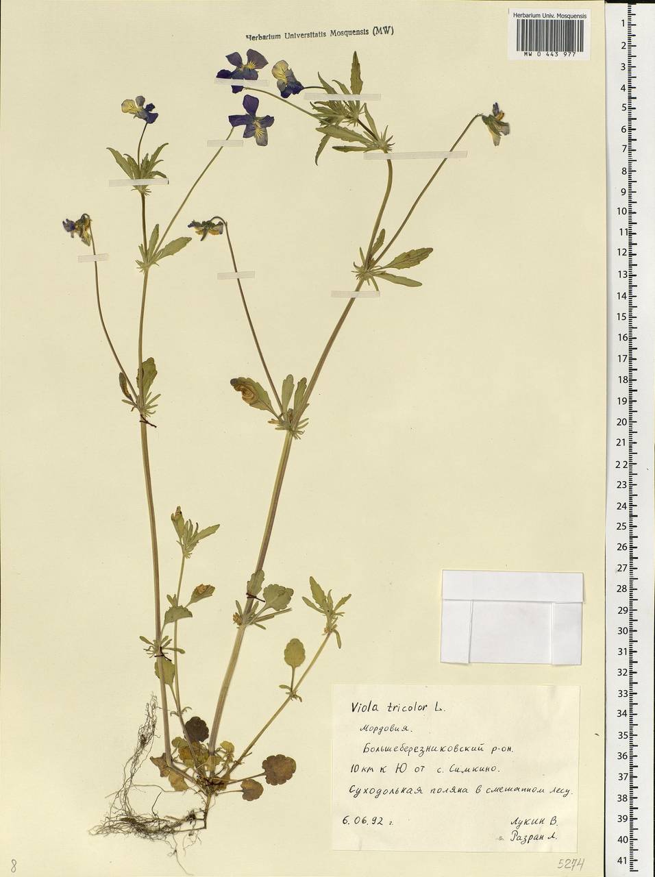 Viola tricolor, Eastern Europe, Middle Volga region (E8) (Russia)