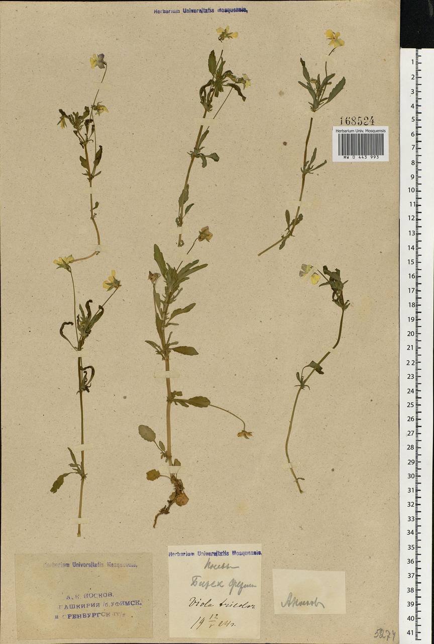 Viola tricolor, Eastern Europe, Eastern region (E10) (Russia)