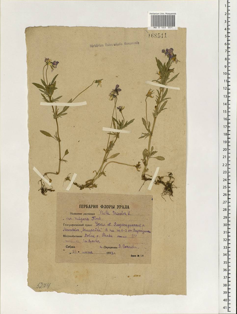 Viola tricolor, Eastern Europe, Eastern region (E10) (Russia)