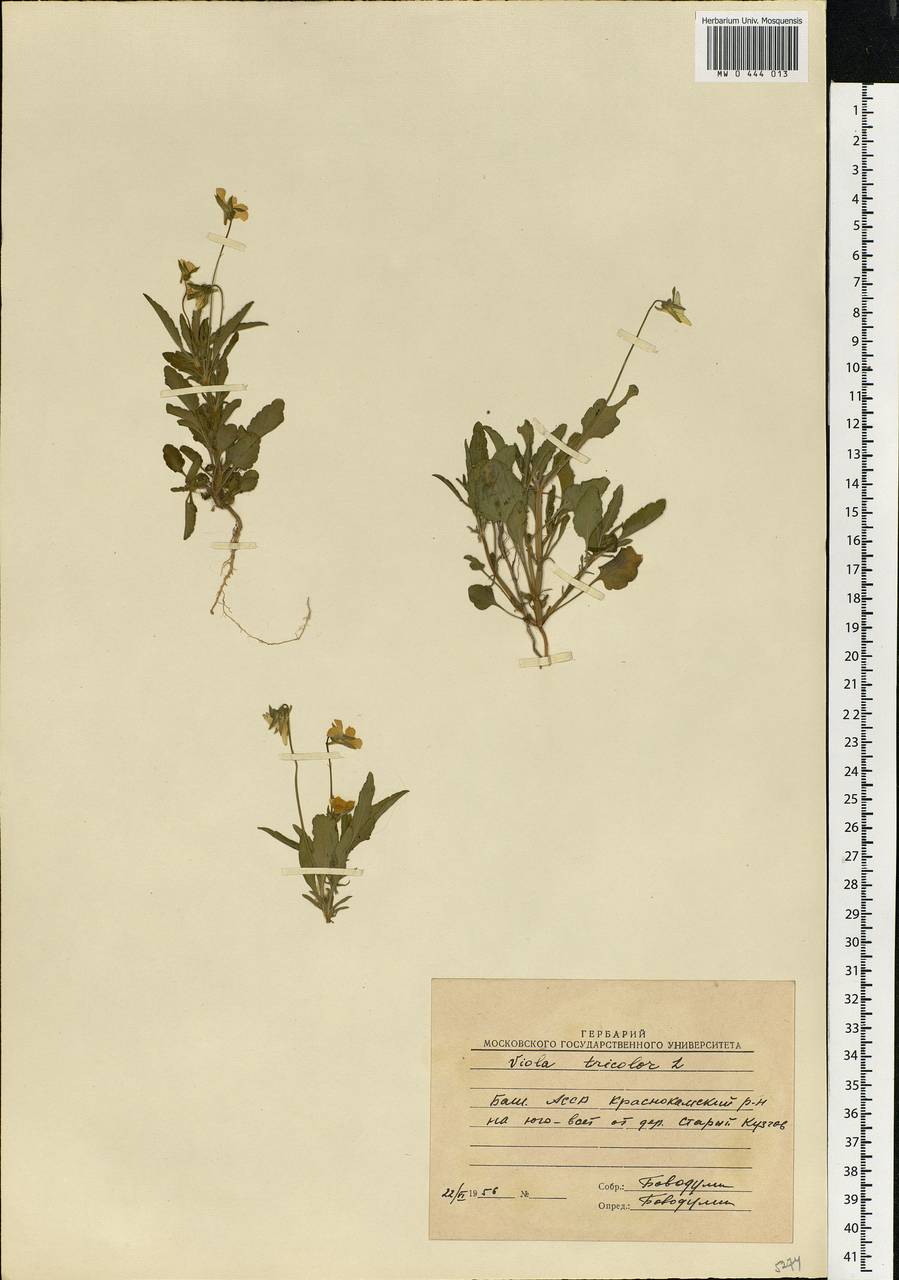 Viola tricolor, Eastern Europe, Eastern region (E10) (Russia)
