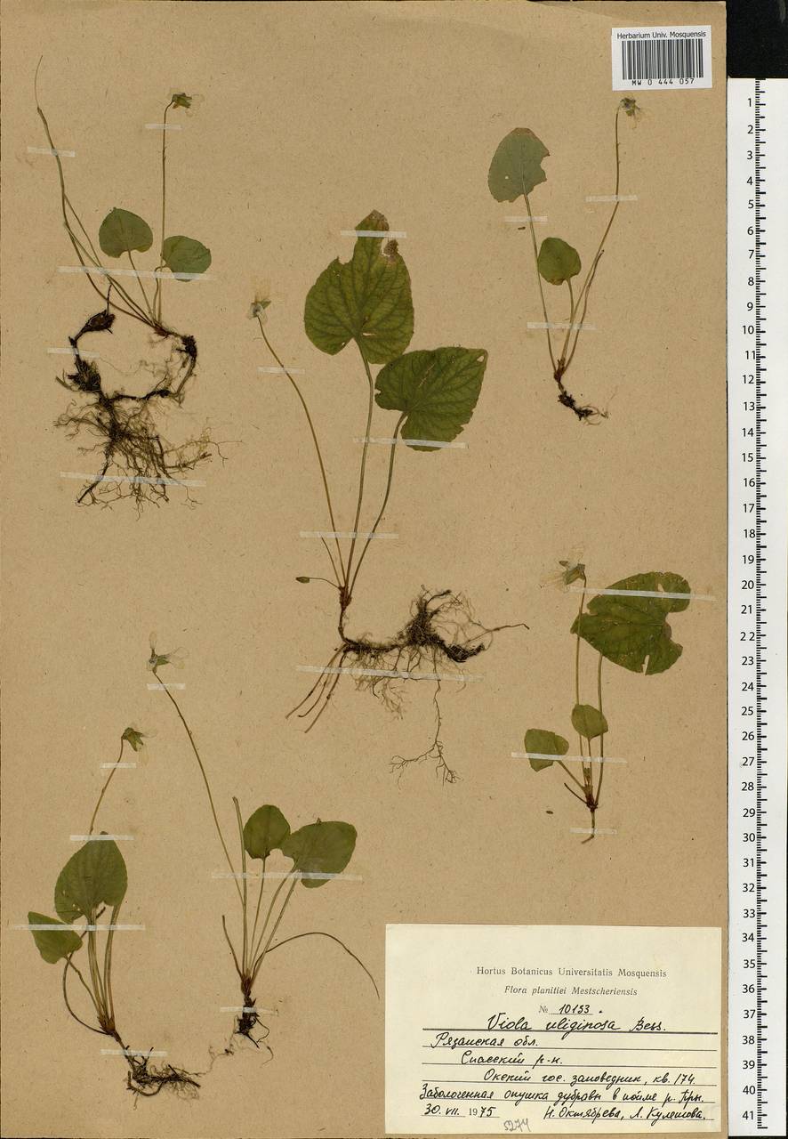Viola uliginosa Besser, Eastern Europe, Central region (E4) (Russia)