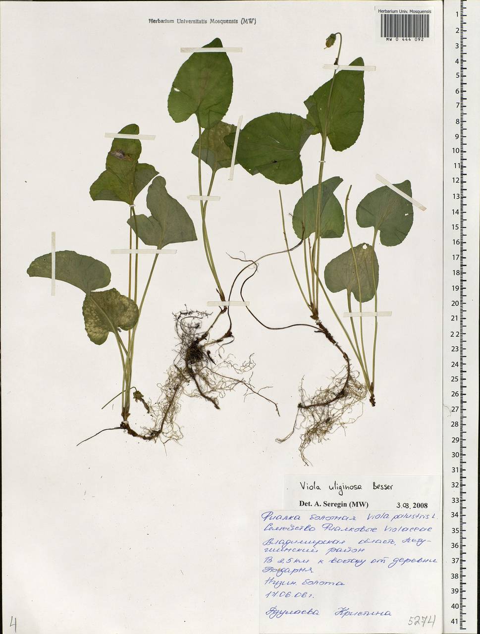 Viola uliginosa Besser, Eastern Europe, Central region (E4) (Russia)