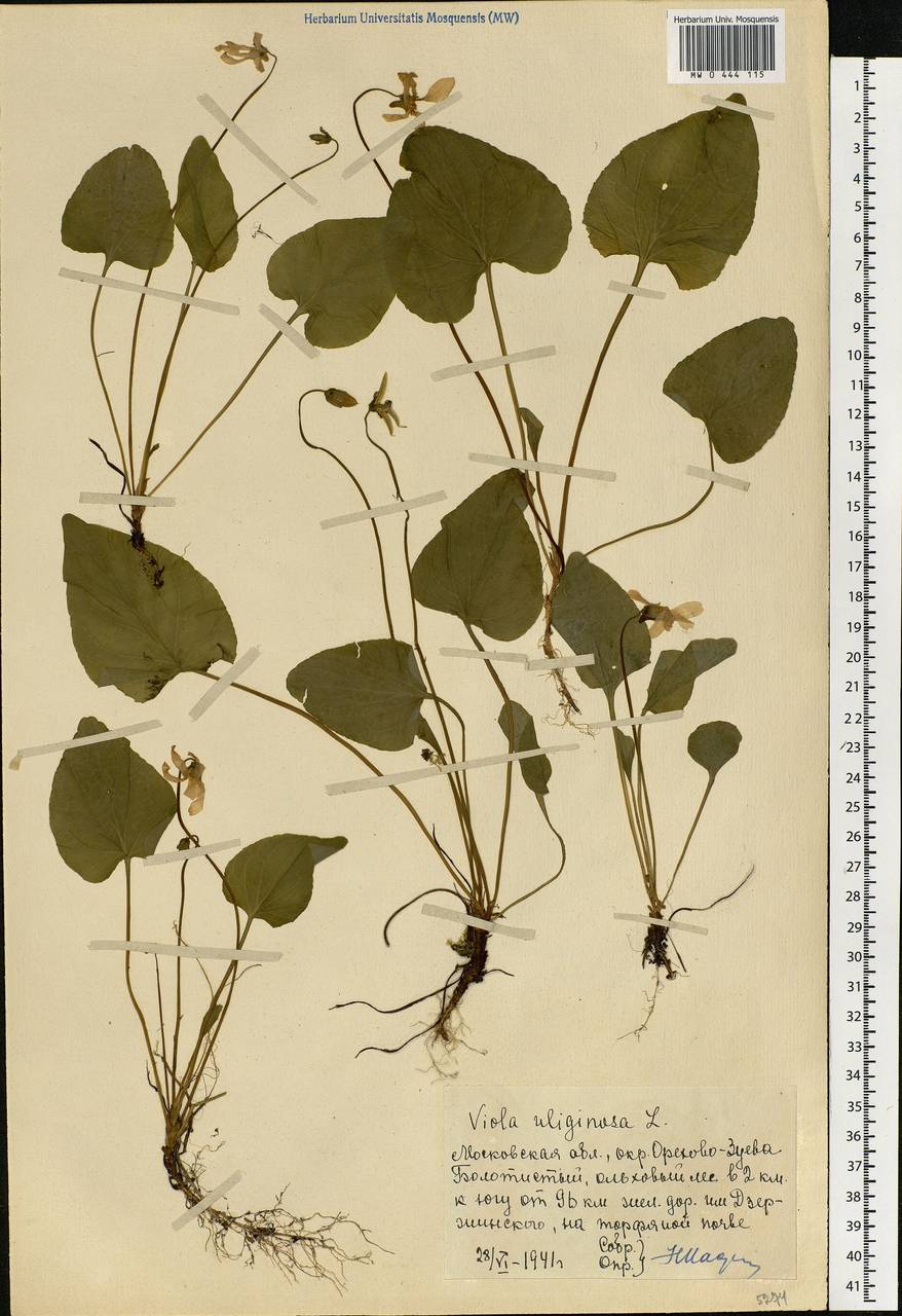 Viola uliginosa Besser, Eastern Europe, Moscow region (E4a) (Russia)