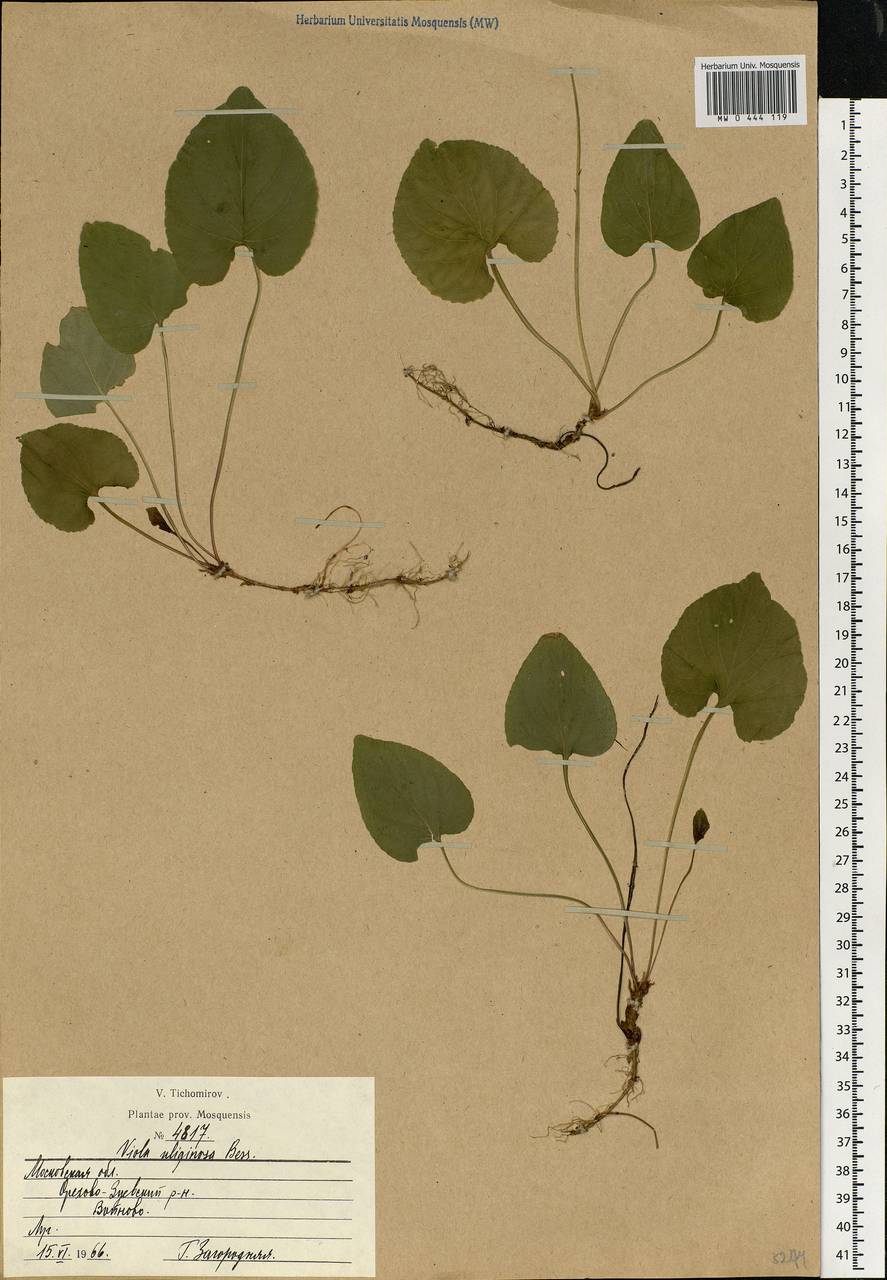 Viola uliginosa Besser, Eastern Europe, Moscow region (E4a) (Russia)