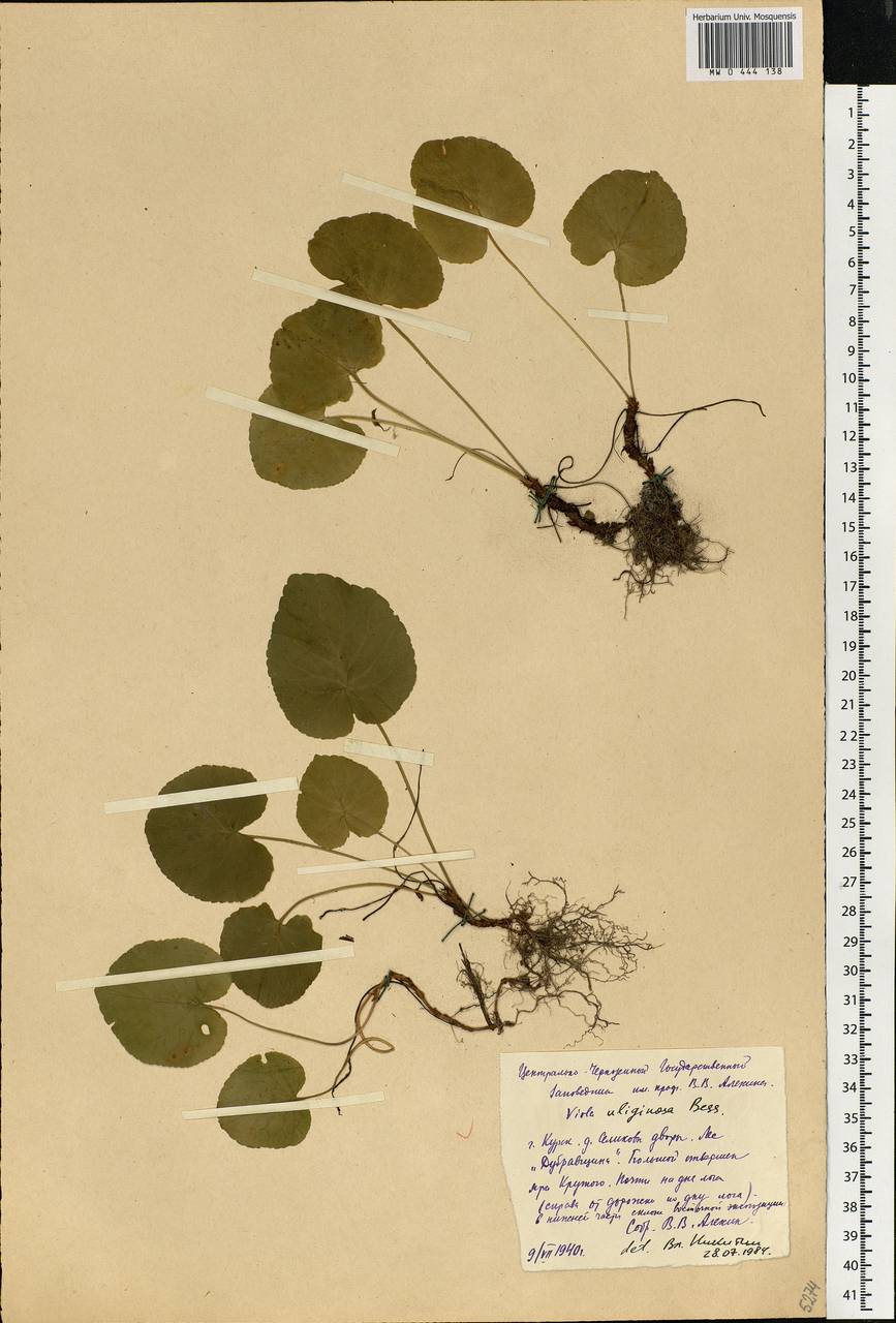 Viola uliginosa Besser, Eastern Europe, Central forest-and-steppe region (E6) (Russia)