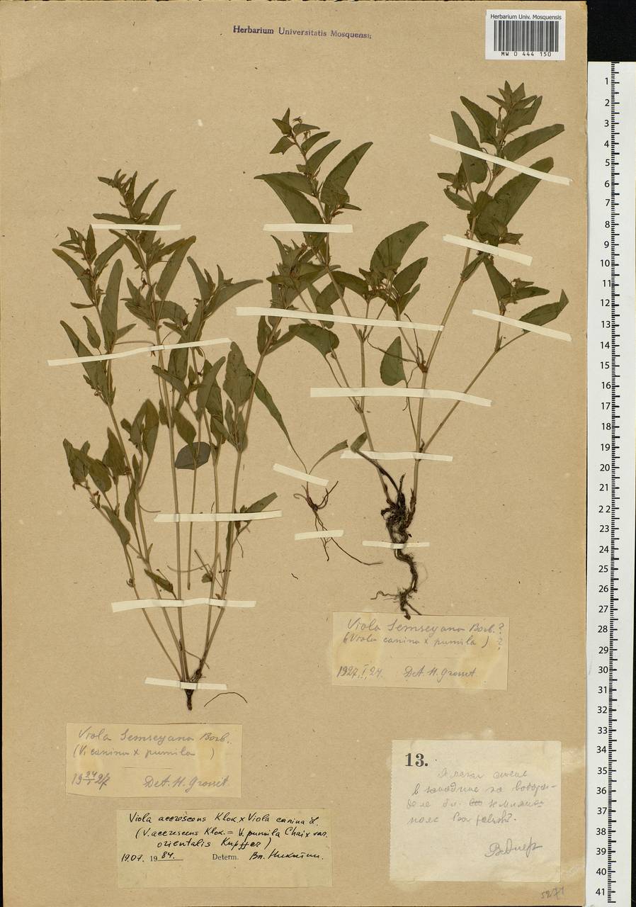 Viola accrescens × canina, Eastern Europe, Central forest-and-steppe region (E6) (Russia)