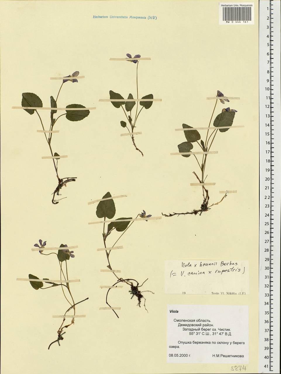 Viola ×braunii Borbás, Eastern Europe, Western region (E3) (Russia)