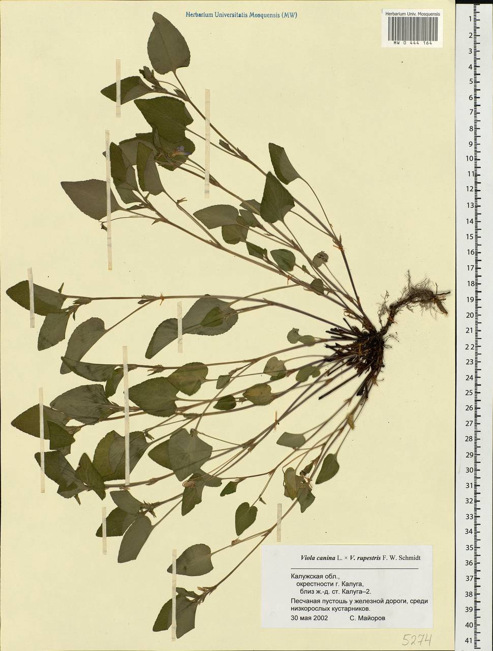 Viola ×braunii Borbás, Eastern Europe, Central region (E4) (Russia)