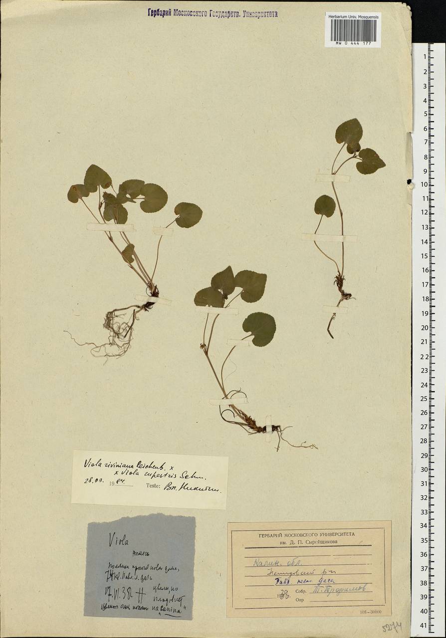 Viola × burnatii Gremli, Eastern Europe, North-Western region (E2) (Russia)