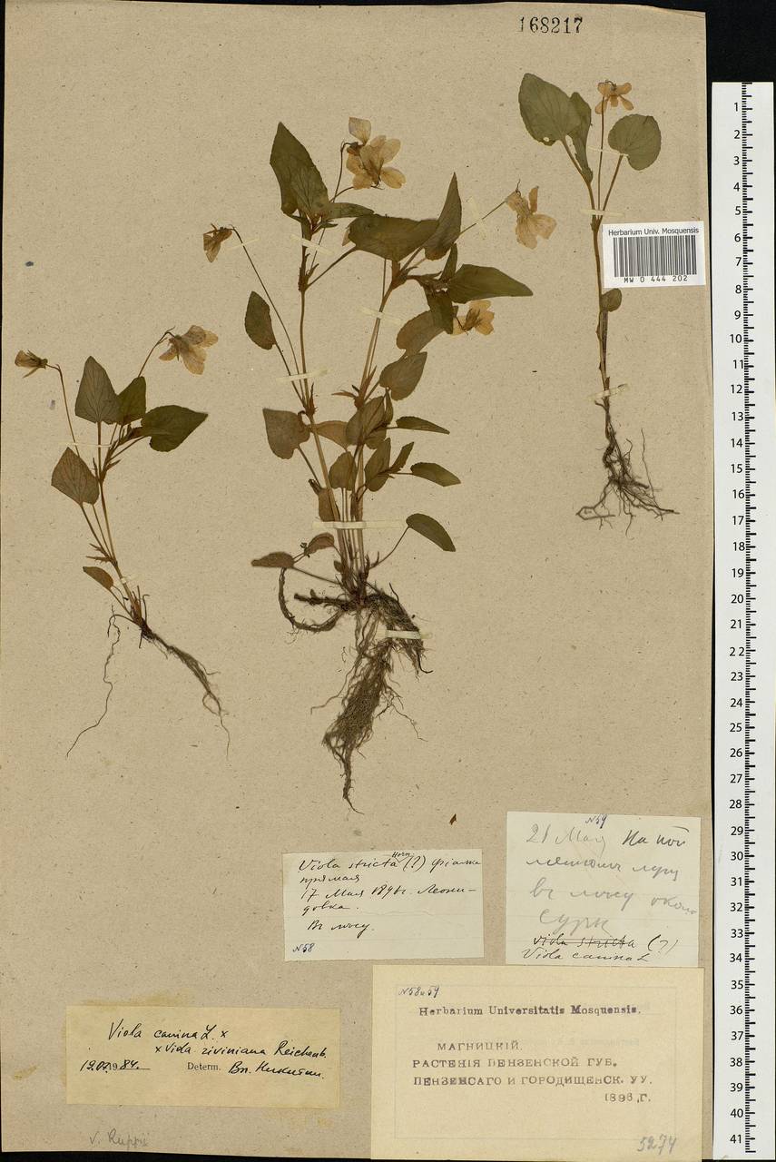 Viola ×kiliensis E. H. L. Krause, Eastern Europe, Middle Volga region (E8) (Russia)