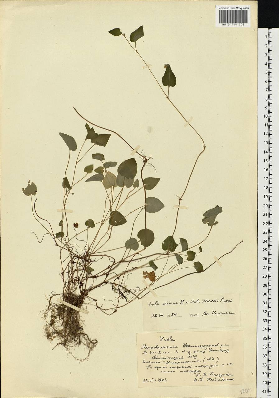 Viola canina × selkirkii, Eastern Europe, Moscow region (E4a) (Russia)