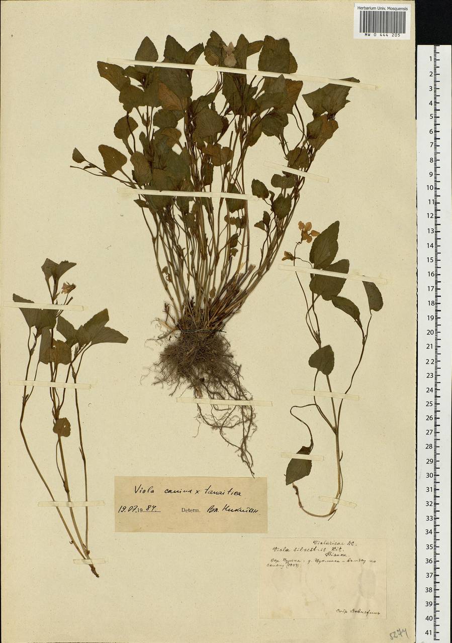 Viola canina × tanaitica, Eastern Europe, Central forest-and-steppe region (E6) (Russia)