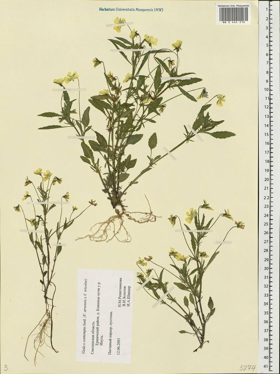 Viola × contempta Jord., Eastern Europe, Western region (E3) (Russia)