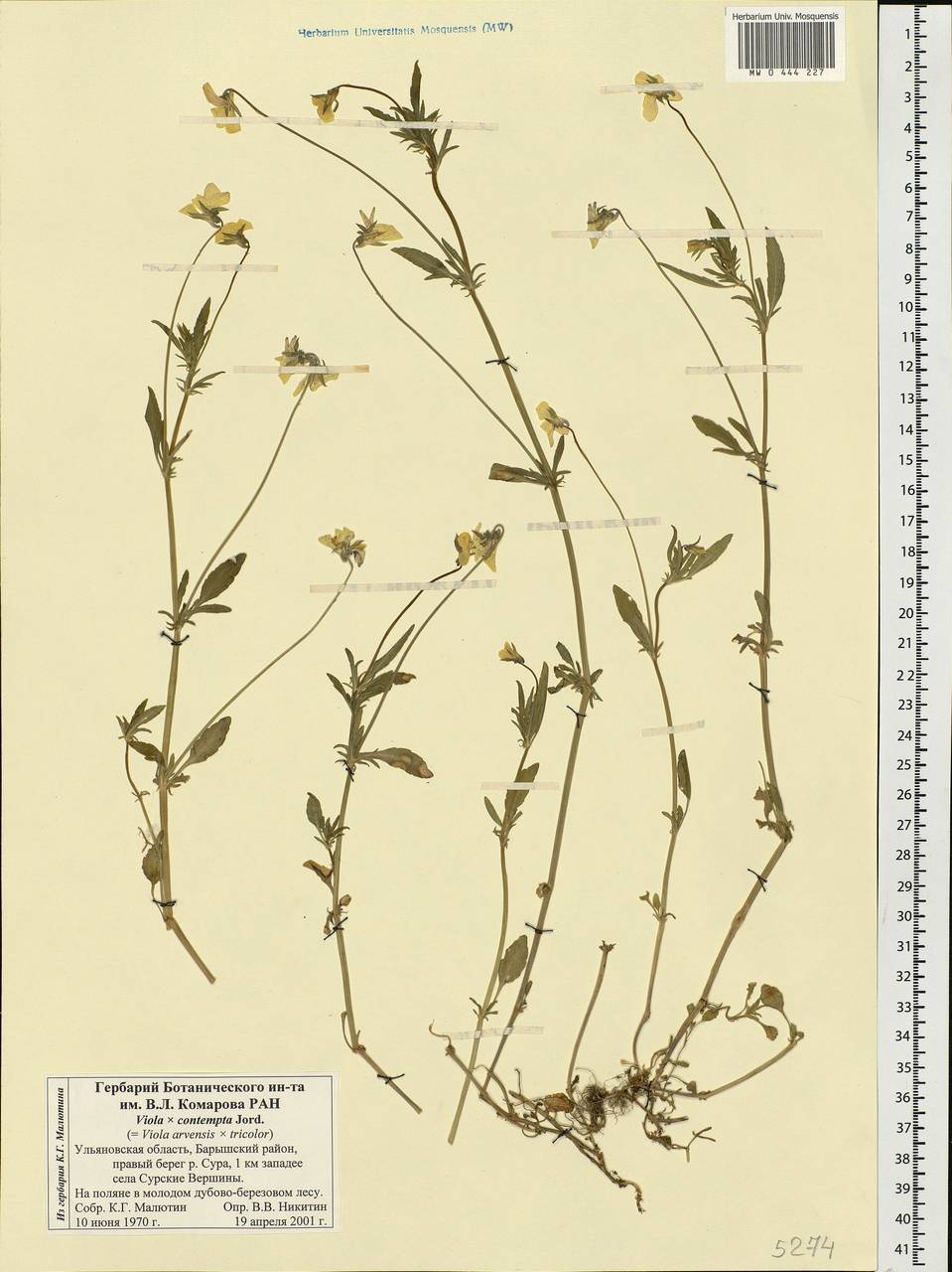 Viola × contempta Jord., Eastern Europe, Middle Volga region (E8) (Russia)