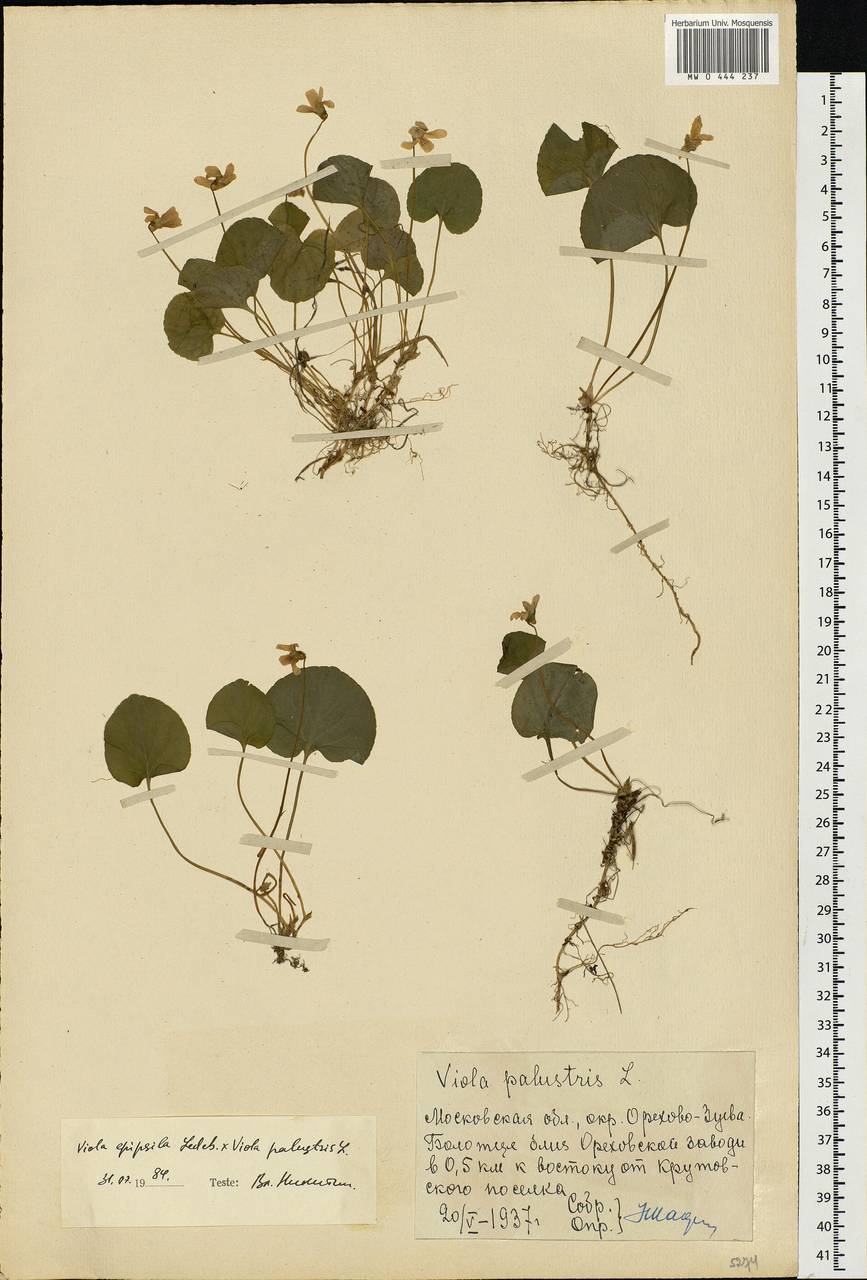 Viola ×fennica Nyl., Eastern Europe, Moscow region (E4a) (Russia)