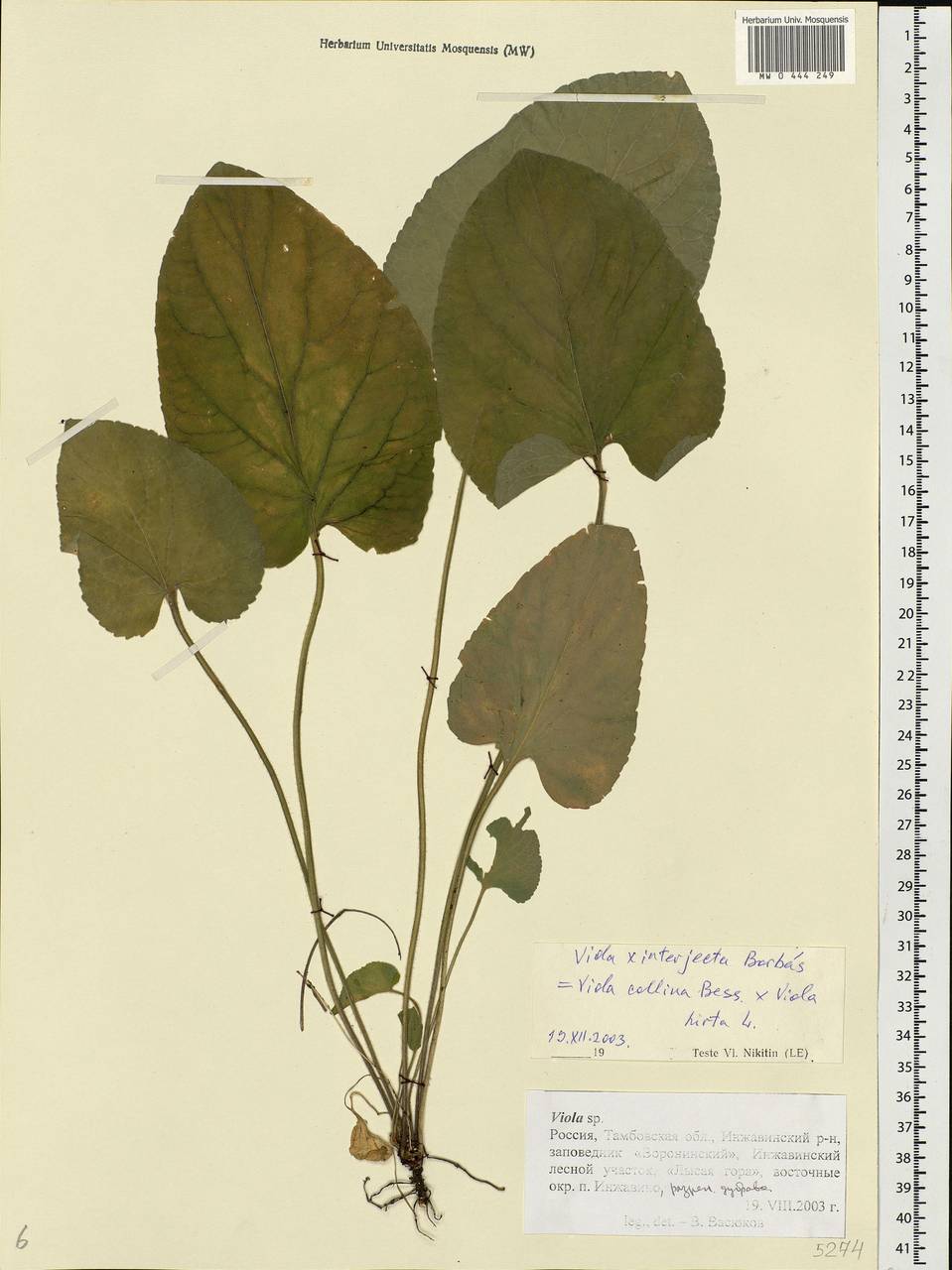 Viola ×interjecta Borbás, Eastern Europe, Central forest-and-steppe region (E6) (Russia)