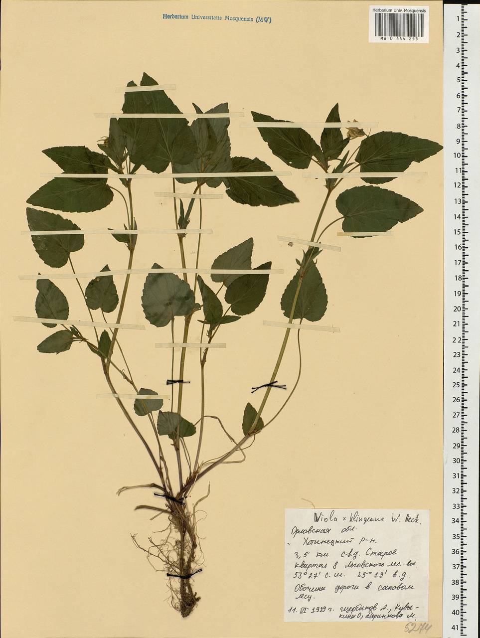 Viola ×klingeana Ronniger, Eastern Europe, Central forest-and-steppe region (E6) (Russia)