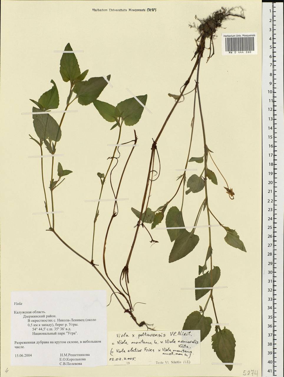 Viola ×poltavensis Vl. V. Nikitin, Eastern Europe, Central region (E4) (Russia)