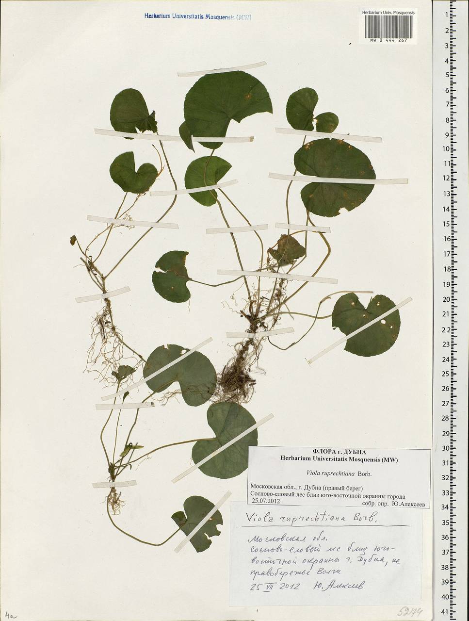 Viola × fennica Nyl., Eastern Europe, Moscow region (E4a) (Russia)