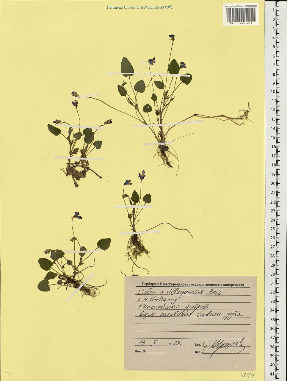 Viola ×villaquensis Benz, Eastern Europe, Volga-Kama region (E7) (Russia)