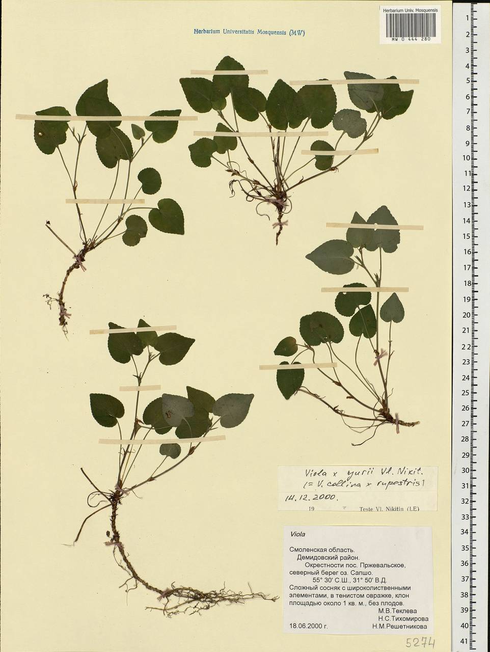 Viola ×yurii Vl. V. Nikitin, Eastern Europe, Western region (E3) (Russia)