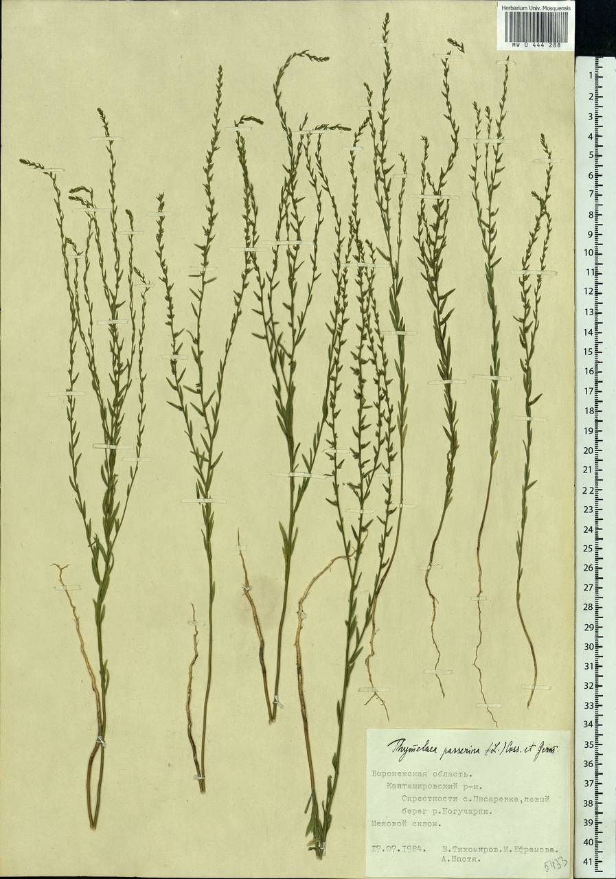 Thymelaea passerina (L.) Coss. & Germ., Eastern Europe, Central forest-and-steppe region (E6) (Russia)