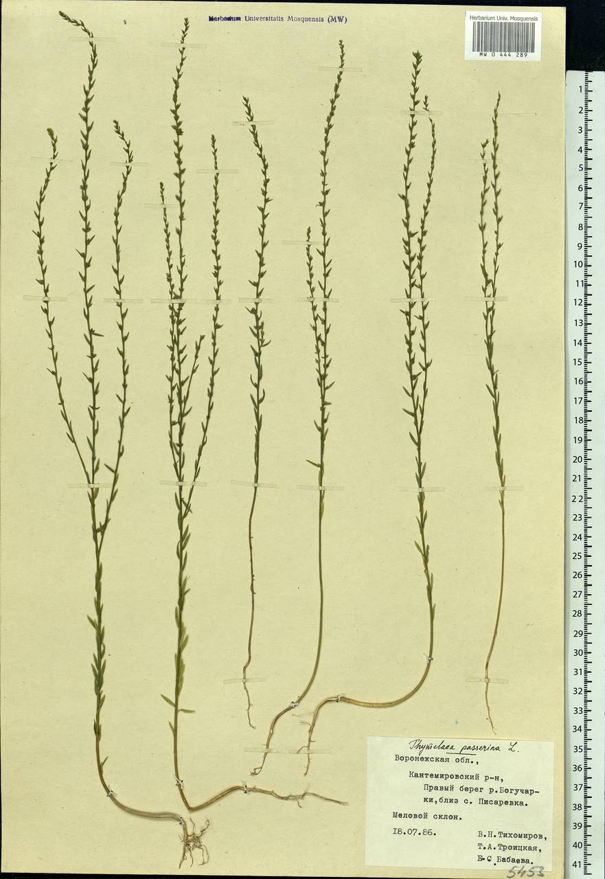 Thymelaea passerina (L.) Coss. & Germ., Eastern Europe, Central forest-and-steppe region (E6) (Russia)