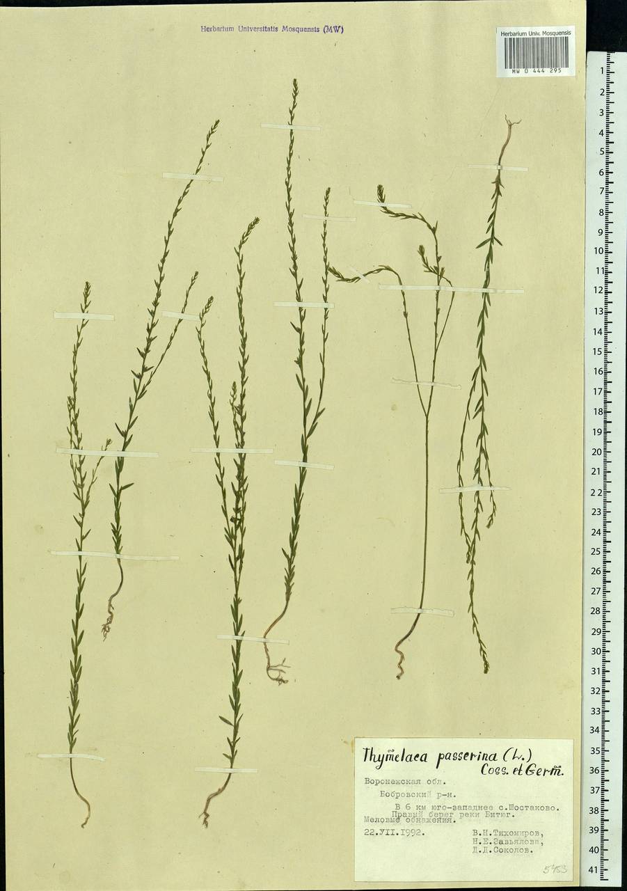Thymelaea passerina (L.) Coss. & Germ., Eastern Europe, Central forest-and-steppe region (E6) (Russia)