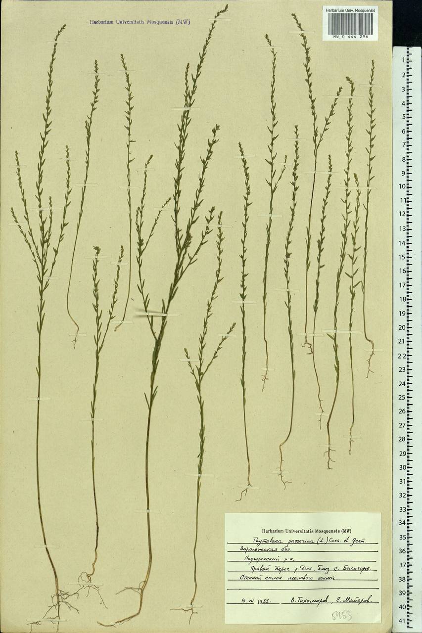 Thymelaea passerina (L.) Coss. & Germ., Eastern Europe, Central forest-and-steppe region (E6) (Russia)